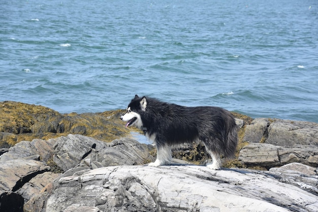Cão husky preto e branco parado em uma rocha à beira-mar