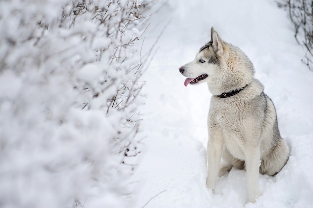 Cão Husky sentado na neve.