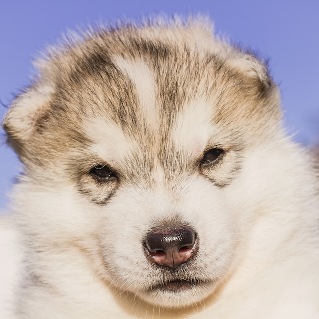 Cão husky siberiano ao ar livre. Retrato de um filhote de cachorro husky. Fechar-se.