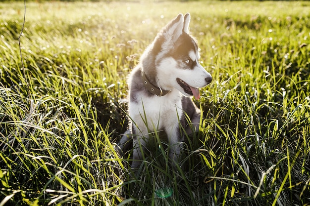 Cão husky siberiano ao ar livre