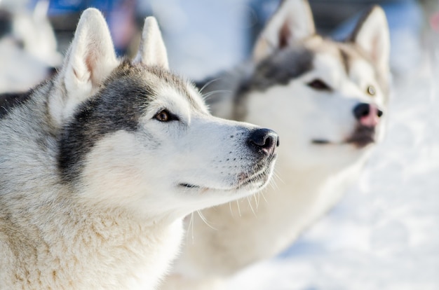 cão husky siberiano ao ar livre