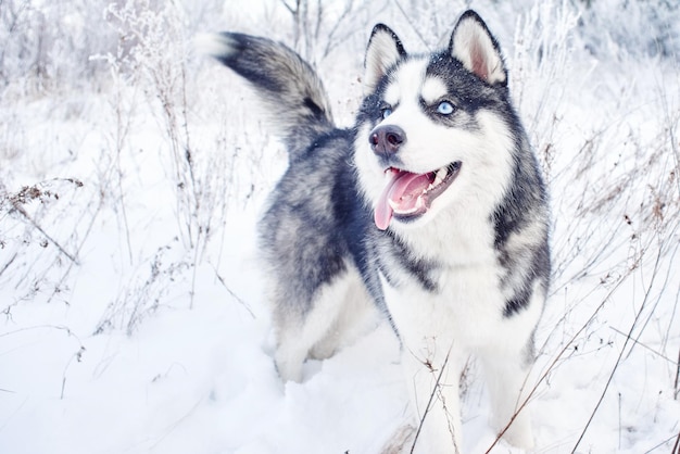 Cão Husky Siberiano brincando na floresta de neve de inverno