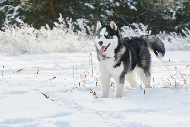 Cão husky siberiano brincando na floresta de neve de inverno