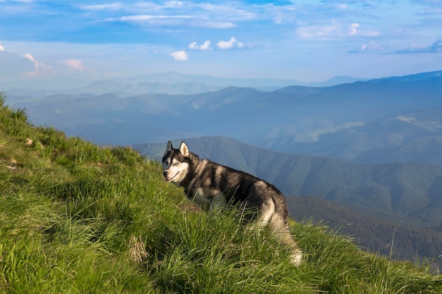 Cão husky siberiano cinza caminhando nas montanhas verdes de Chornohora