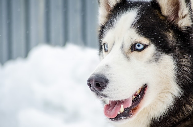 Cão Husky siberiano com olhos azuis. Cão Husky tem cor preto e branco casaco.