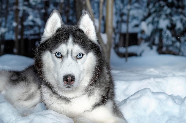 Cão husky siberiano com olhos azuis em caminhada em winter park. Cão está deitado na neve.