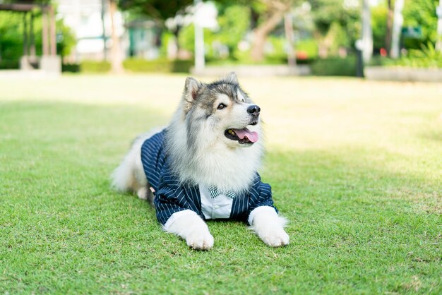 Cão husky siberiano com roupas