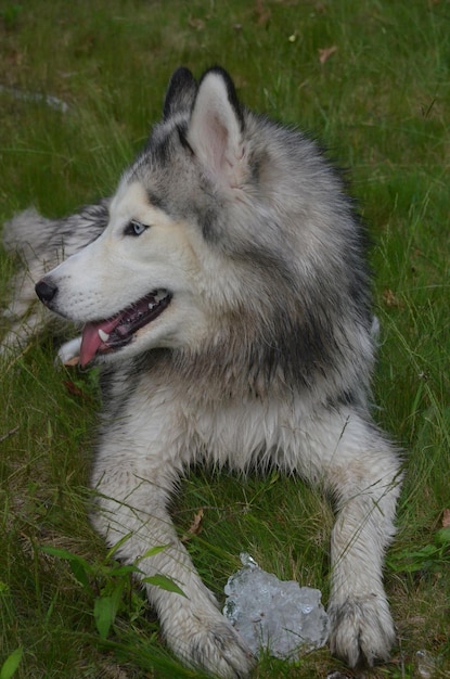 Foto cão husky siberiano com um pequeno bloco de gelo.