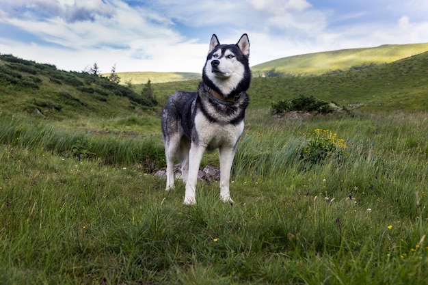 Cão husky siberiano de caminhada cinza sentado em frente aos picos das montanhas verdes