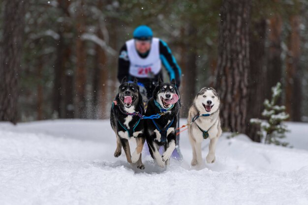 Cão husky siberiano de corrida na neve