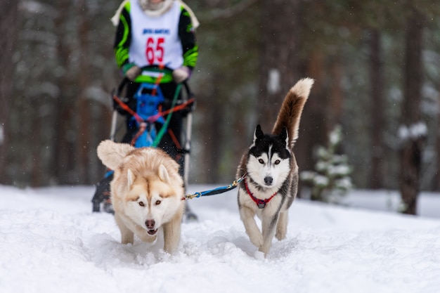 Cão husky siberiano de corrida na neve