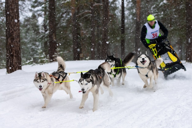 Cão husky siberiano de corrida na neve