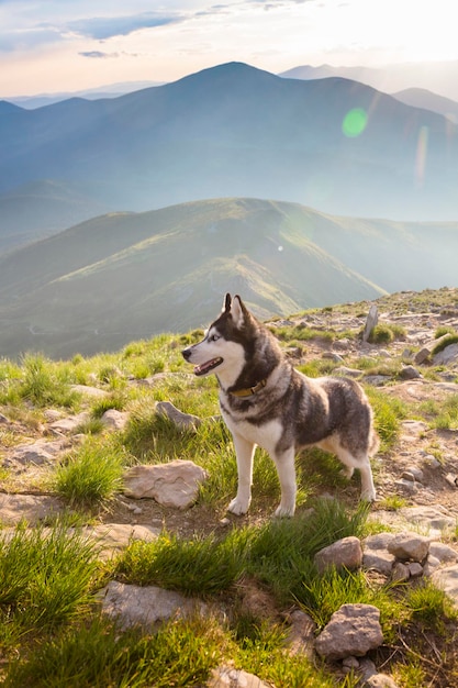 Cão Husky Siberiano de olhos azuis e sorridente com a língua saindo no fundo da montanha Cárpatos