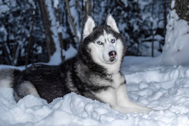 Cão husky siberiano de retrato deitado na neve na floresta de inverno