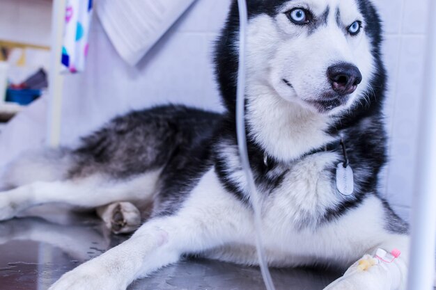 Cão husky siberiano de retrato encontra-se com conta-gotas na pata na clínica veterinária
