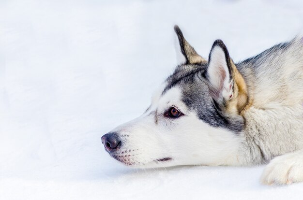 Cão husky siberiano deitado na neve