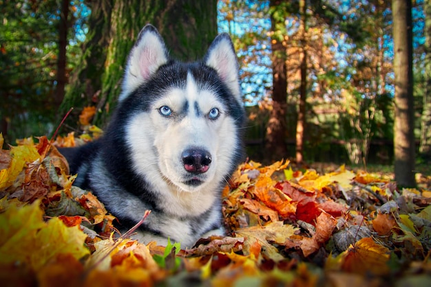 Cão Husky Siberiano deitado nas folhas de outono amarelas