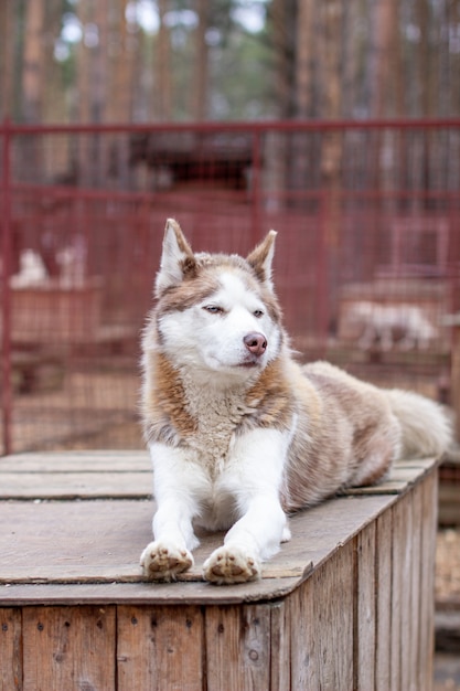 Cão husky siberiano deitado sobre uma casa de madeira. O cachorro está deitado, entediado e descansando. Foto de alta qualidade