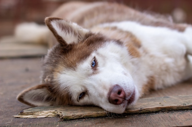 Cão husky siberiano deitado sobre uma casa de madeira. O cachorro está deitado, entediado e descansando.