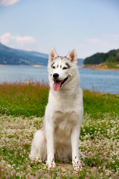 Cão husky siberiano em pé na grama
