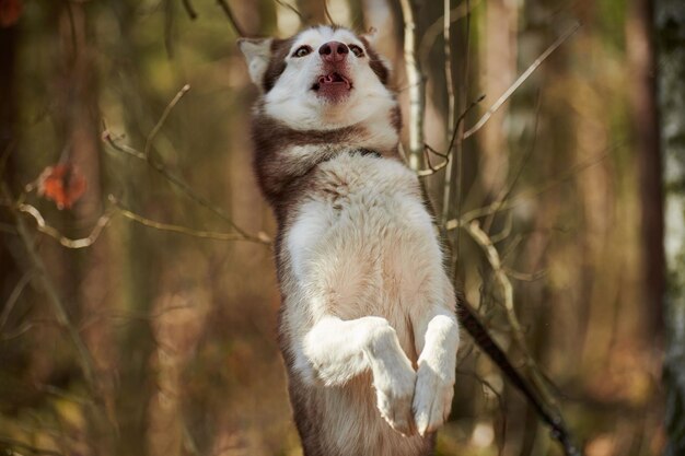 Cão Husky Siberiano em pé nas patas traseiras no fundo da floresta de outono retrato engraçado do cão Husky