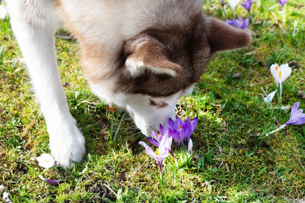 Cão husky siberiano fareja açafrões de primavera ao ar livre