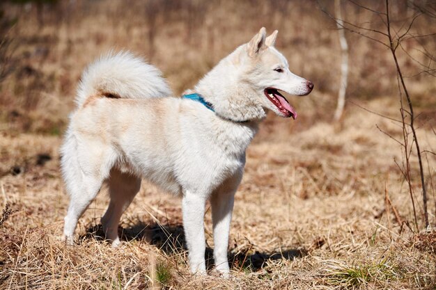 Cão Husky Siberiano fica na grama seca em tamanho real Retrato de vista lateral do perfil do cão Husky