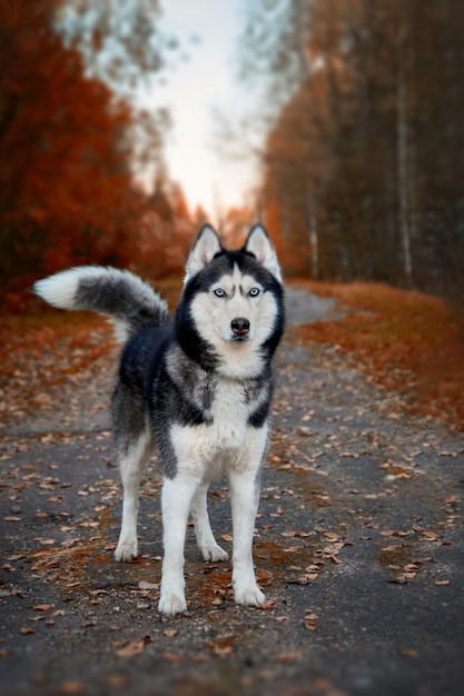 Cão husky siberiano fica no caminho no parque outono