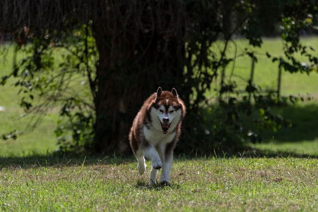 Cão Husky Siberiano na floresta