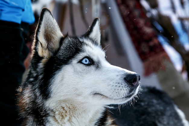 Cão husky siberiano preto e branco com olhos azuis no inverno.