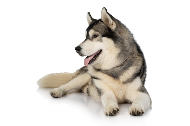 Cão husky siberiano preto e branco sobre branco