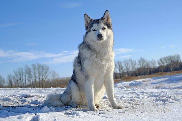 Cão Husky Siberiano senta-se em uma colina na neve contra o céu azul.