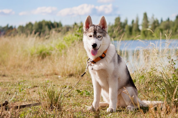Cão husky siberiano, sentado no rio.