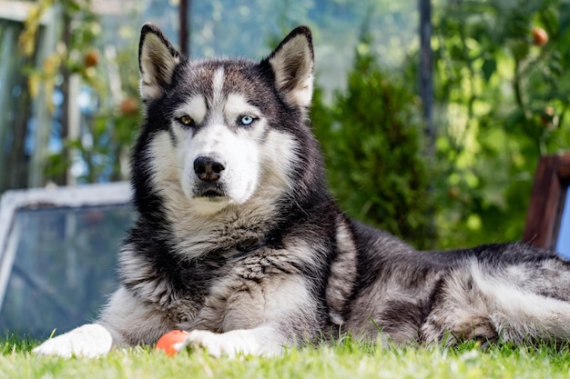 Cão Husky Siberiano