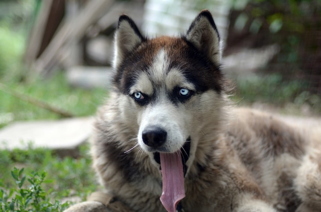 Cão husky sonolento boceja engraçado com a boca aberta e a língua comprida