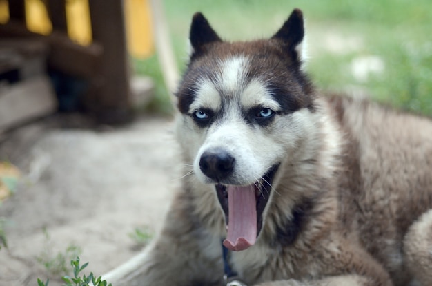 Cão husky sonolento boceja engraçado com a boca aberta e a língua comprida