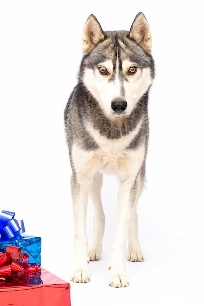 Foto cão husky tem um cão presente isolado no fundo branco.