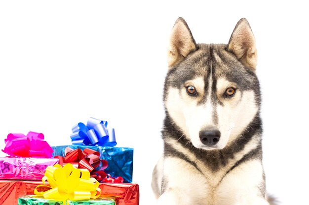 Cão Husky tem um cão presente isolado no fundo branco.