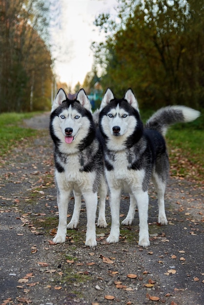 Cão husky vermelho está deitado na neve