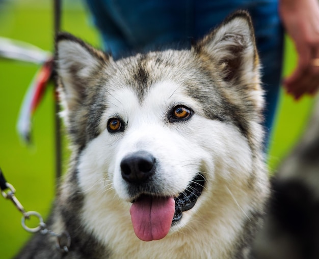 Foto cão husky