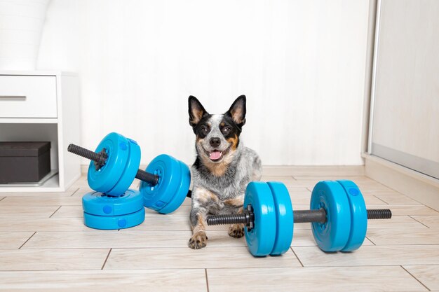 Foto cão inteligente com equipamentos esportivos conceito de fisiculturismo esportivo cão de gado australiano