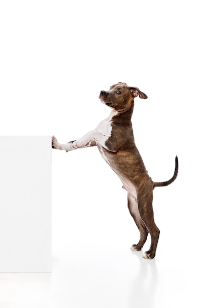 Foto cão inteligente e bonito de raça pura americano staffordshire terrier standign em patas traseiras isoladas sobre