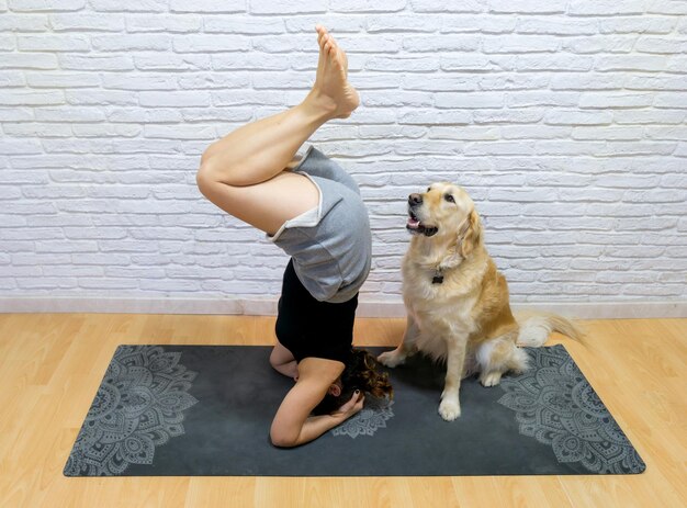 Cão interior de ioga de mulher