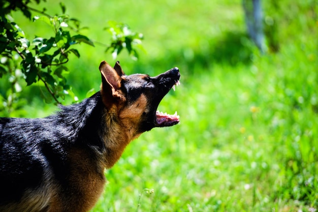 Cão irritado ataca O cão parece agressivo e perigoso Pastor Alemão