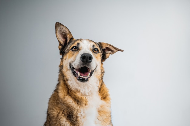 Cão isolado em fundo azul