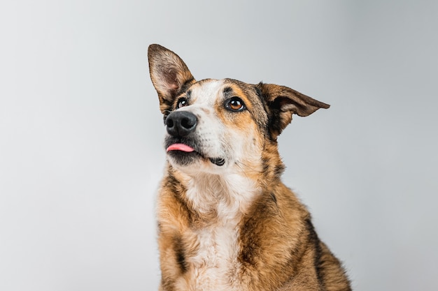 cão isolado em fundo azul