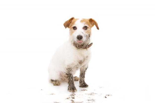 Cão isolado jack russell sujo depois de jogar em uma poça de lama sentado