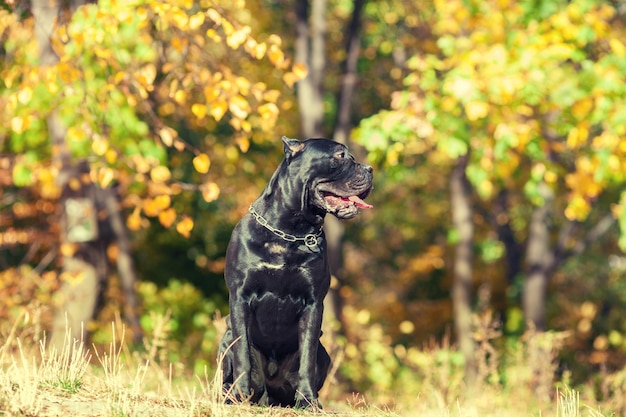 Cão italiano cane corso andando no parque no outono Cão deitado na grama seca