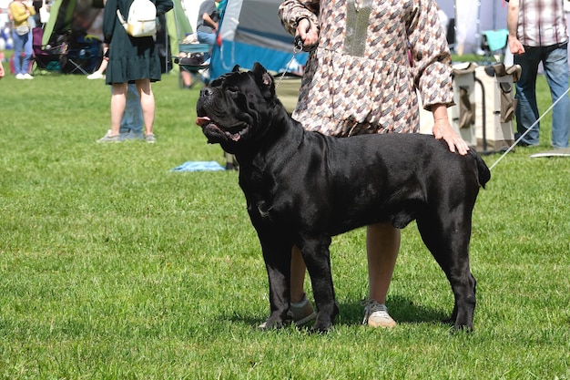 Cão italiano Cane corso ao ar livre na frente de uma mulher