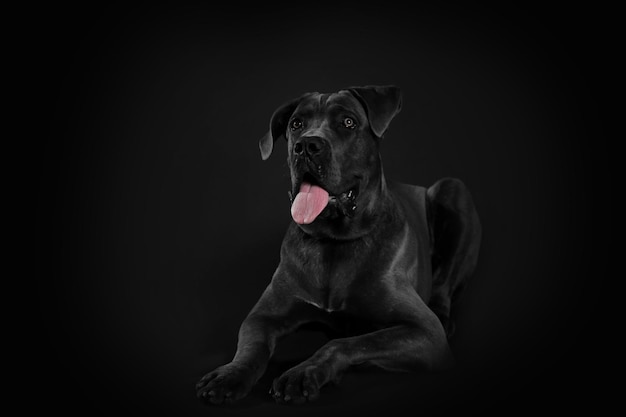 Cão italiano cane corso em fundo preto